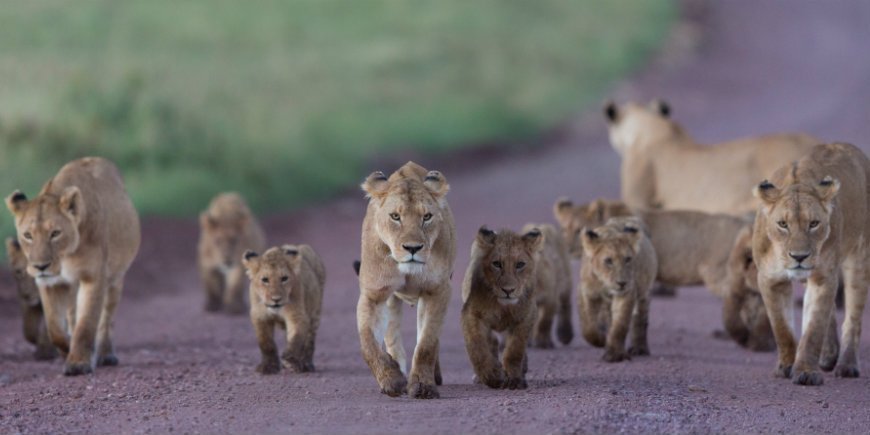 World Lion Day – Fejr den afrikanske løve med TourCompass!