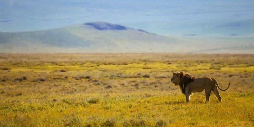 Løve i Masai Mara