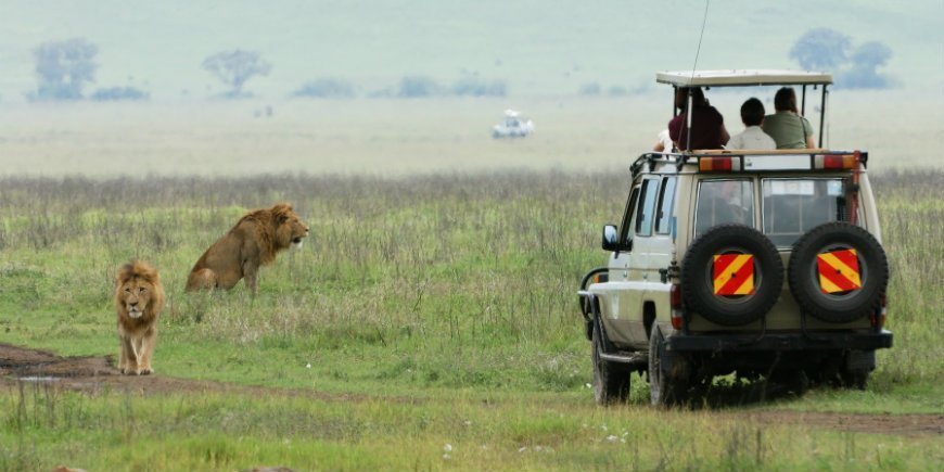 Løve og safaribil