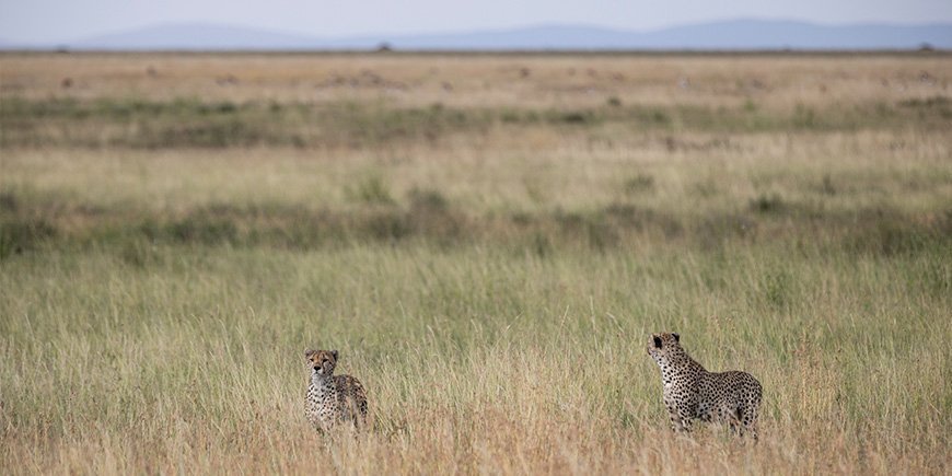Geaprder på savannen i Serengeti
