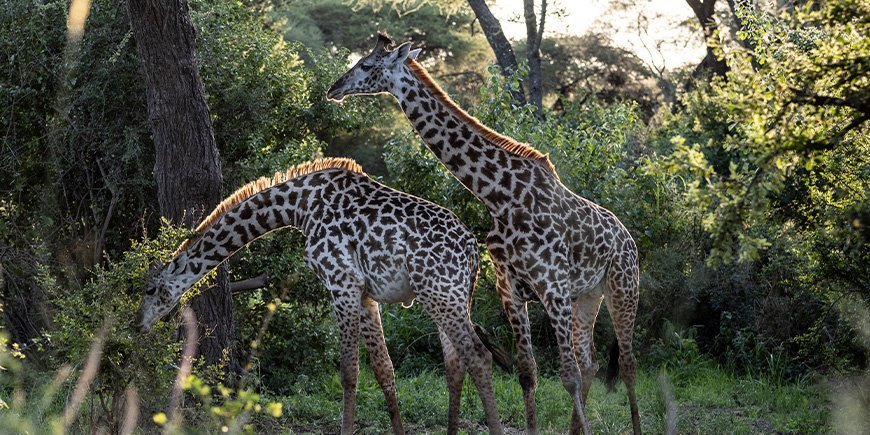 To giraffer i frodige omgivelser i Tarangire Nationalpark i Tanzania