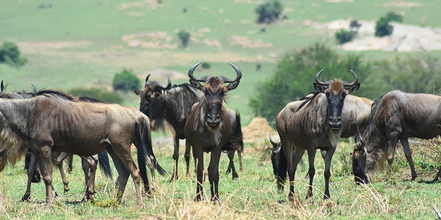 Gnuer kigger direkte på kameraet i Serengeti Nationalpark