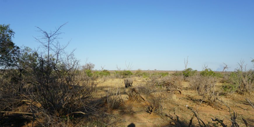 Ansigt til ansigt med næsehorn i Kruger Nationalpark