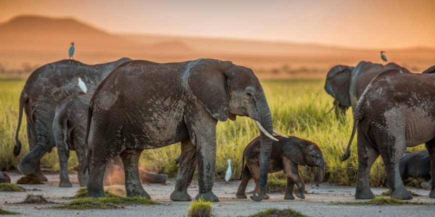 Elefanter i Amboseli
