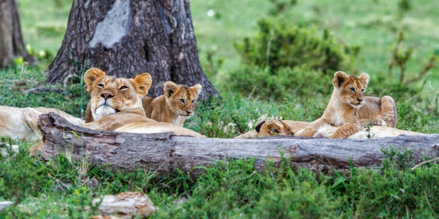 Masai Mara, løver