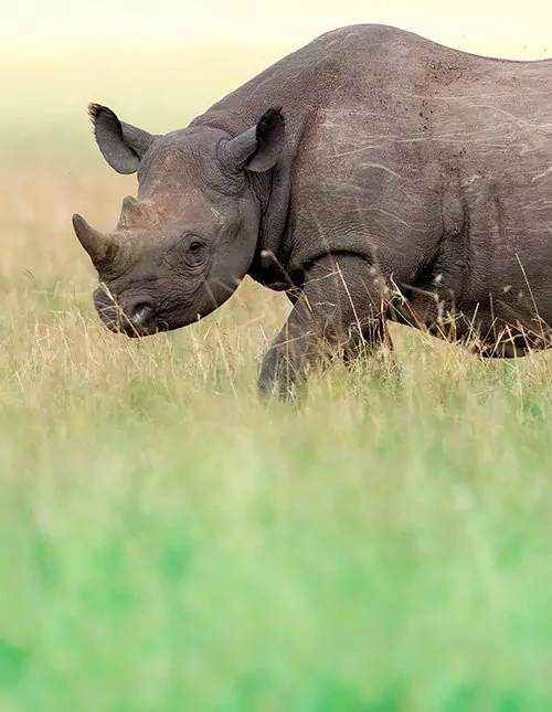 Safari i Kenya: Næsehorn & Masai Mara