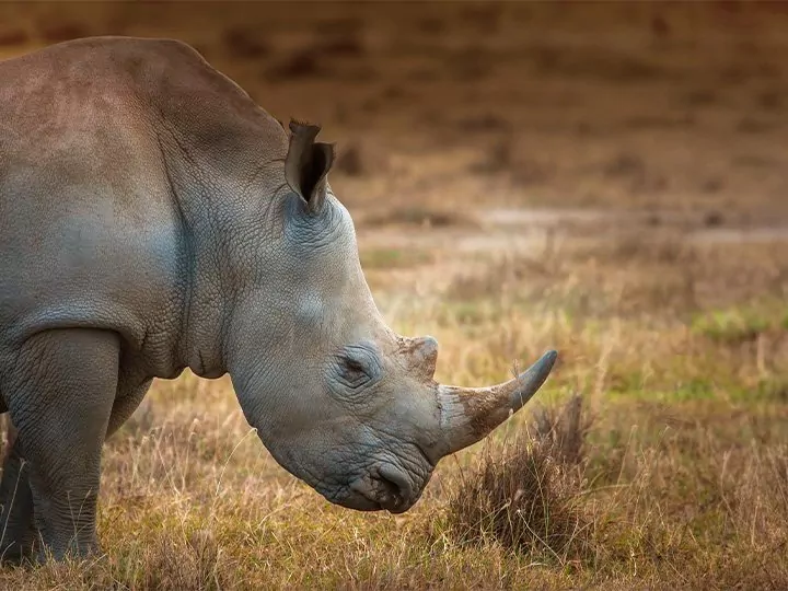 Safari i Kenya: Næsehorn & Masai Mara