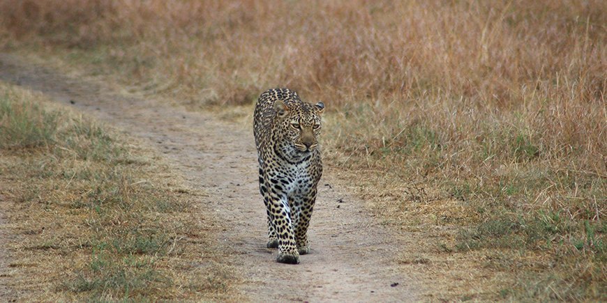 leopard, kenya