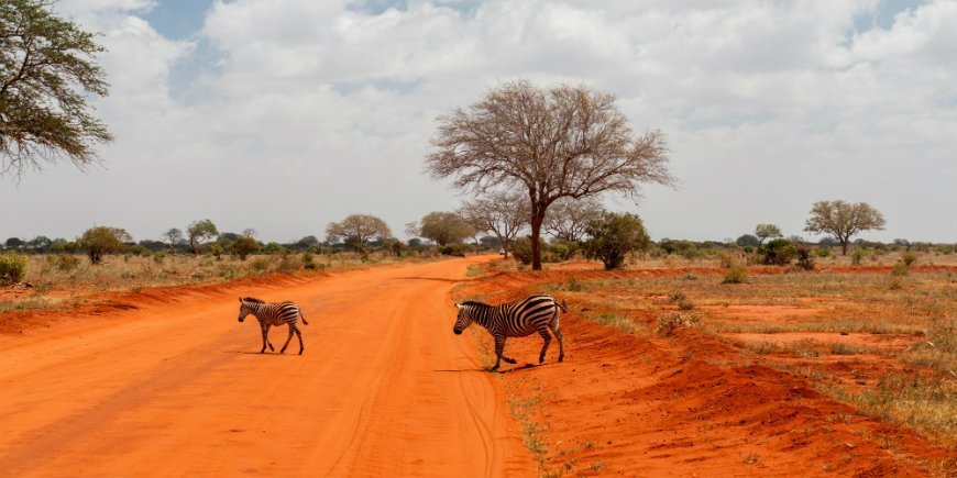 zebraer i Tsavo East