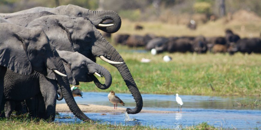 Elefanter i Botswana
