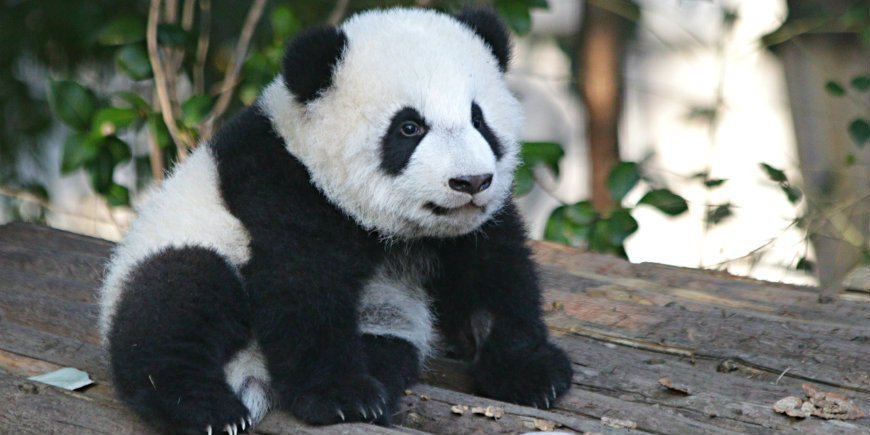 Panda Kina