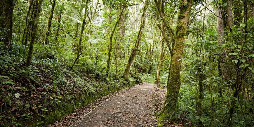 Jungleområde på Kilimanjaro