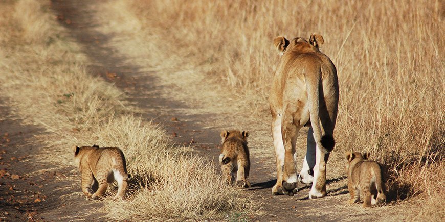 masai mara løver