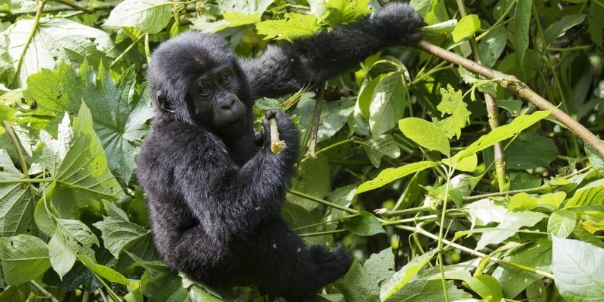 Bjerggorilla i Bwindi Impenetrable Forest