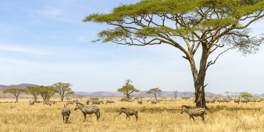Serengeti Nationalpark Tanzania