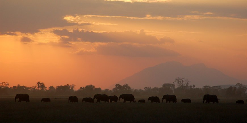 5 Amboseli