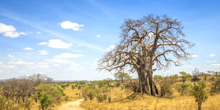 6 Baobab træ
