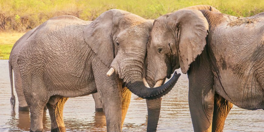 Elefant kærlighed Botswana