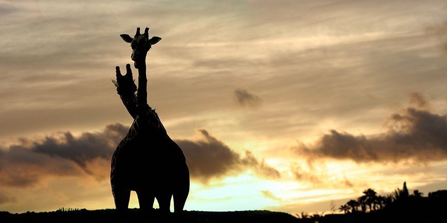 Giraffer i solnedgang