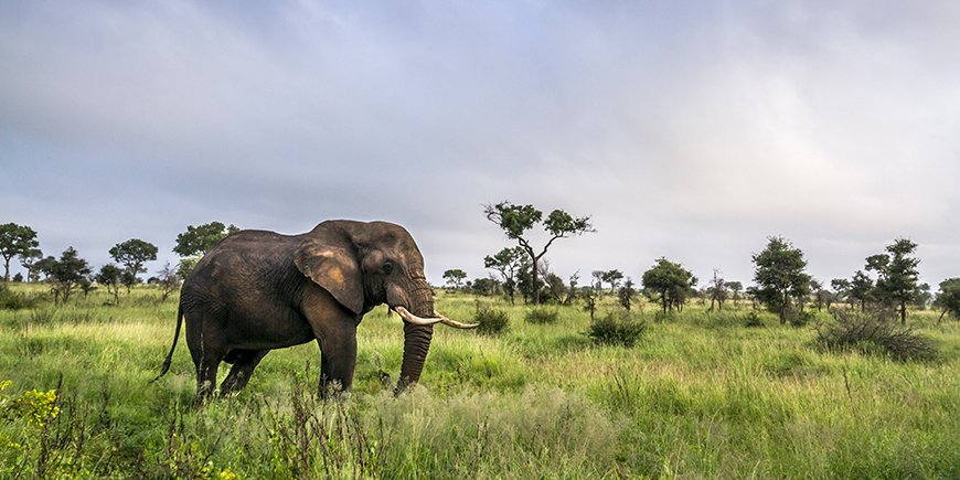 elefant i kruger