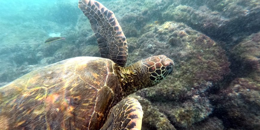 Galapagos