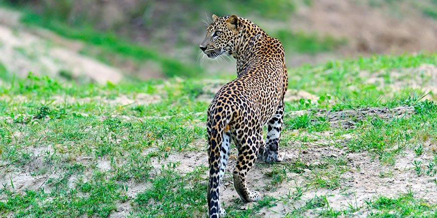 Yala National Park