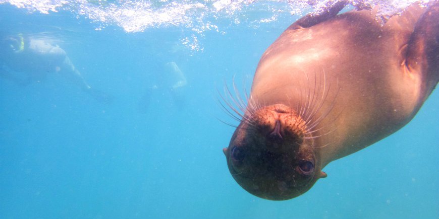 Søløve Galapagos