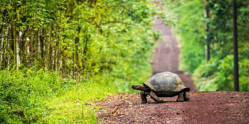 Galapagos