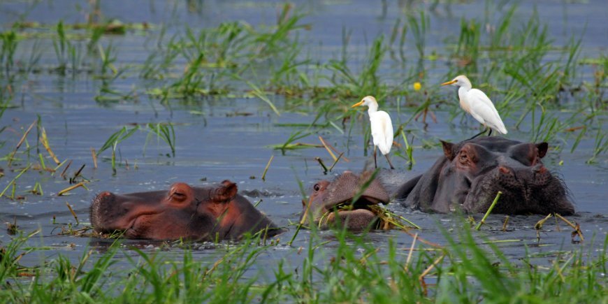 Flodhest, Chobe