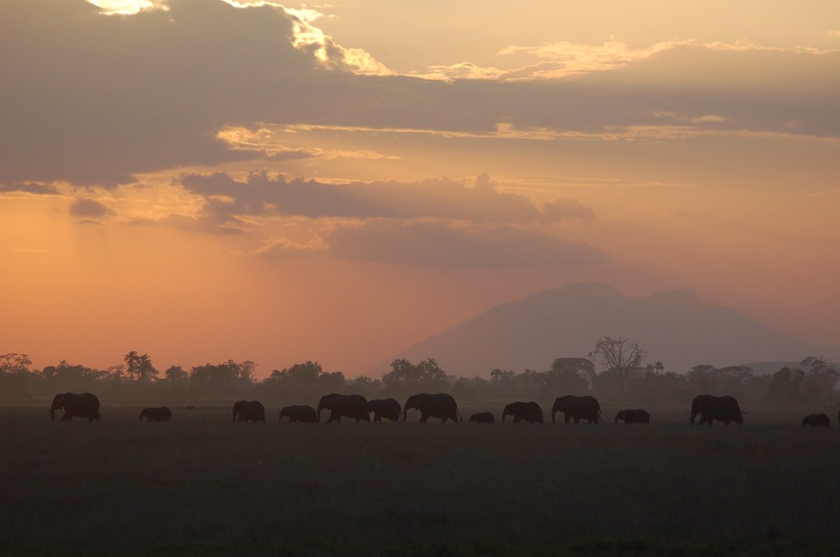 Elefanter i Amboseli Nationalpark med Kilimanjaro i baggrunden