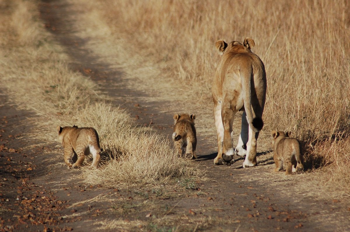 En løvemor med sine unger i Masai Mara