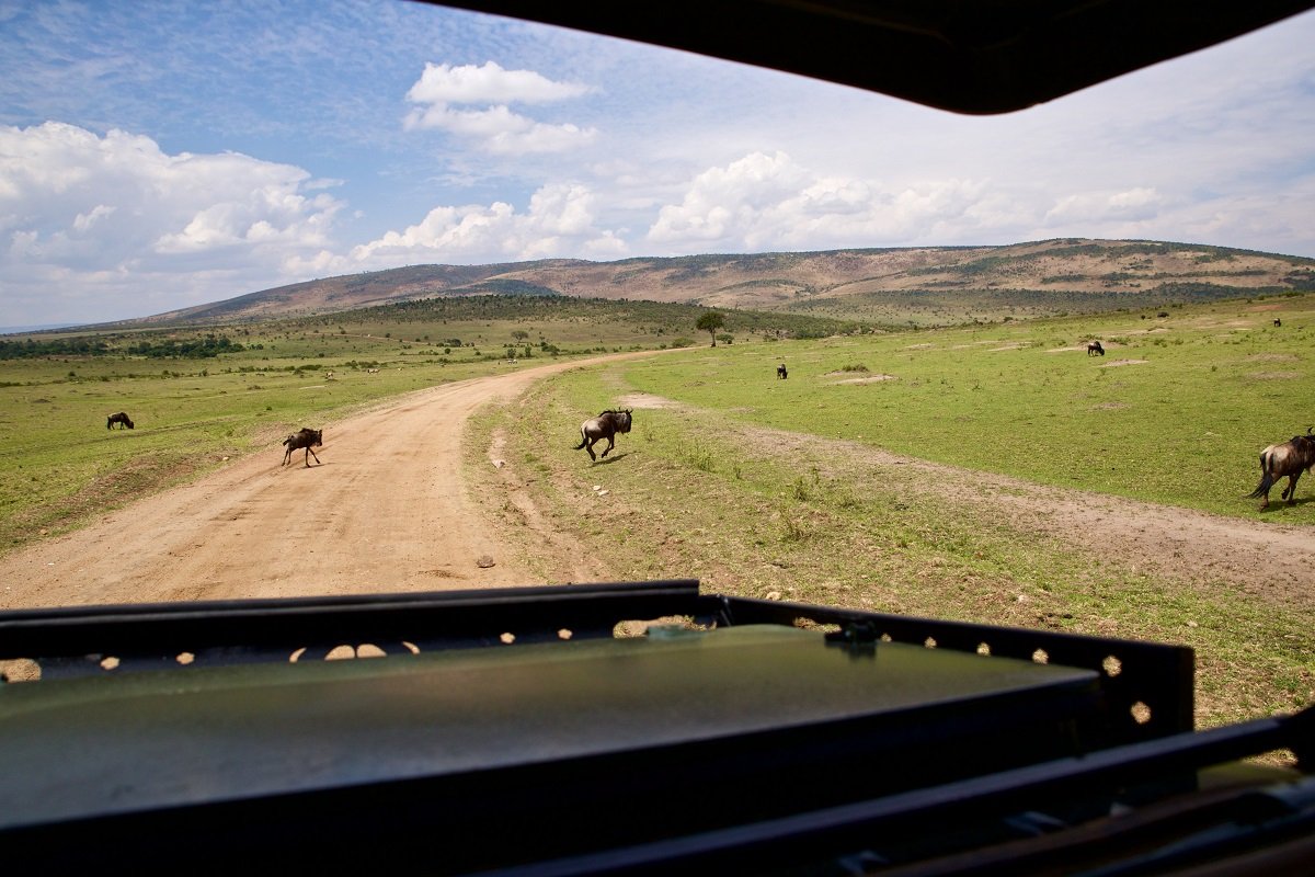 Udsigt fra safaribilen i Masai Mara