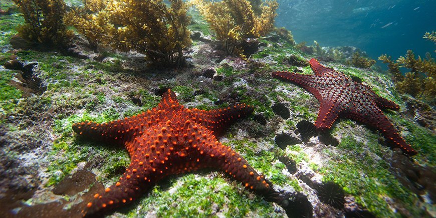 snorkling