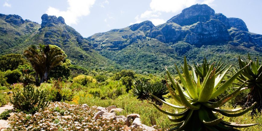 vandring table mountain