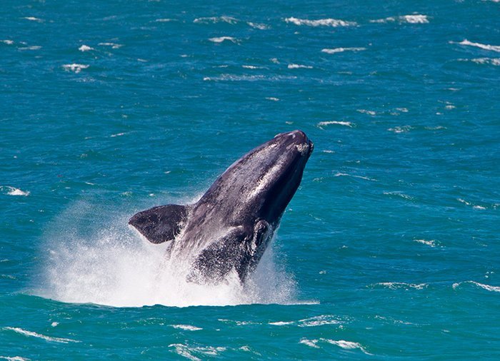 Hvalsafari fra Hermanus