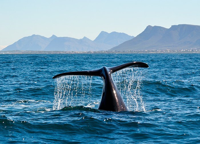 Hvalsafari fra Hermanus