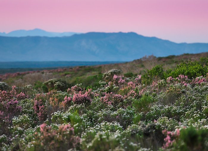 Mountain biking i Hermanus