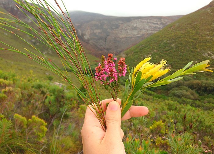 Mountain biking i Hermanus