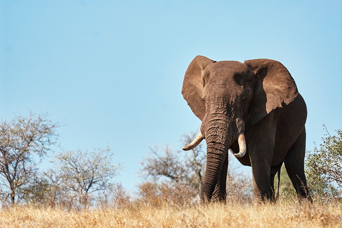 En stor hanelefant i Kruger Nationalpark