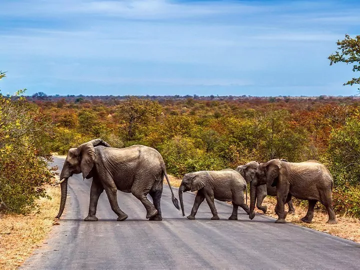 Kruger-safari, Cape Town & Garden Route