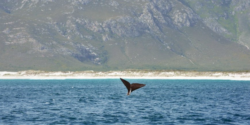 Hvalsafari i Hermanus i Sydafrika