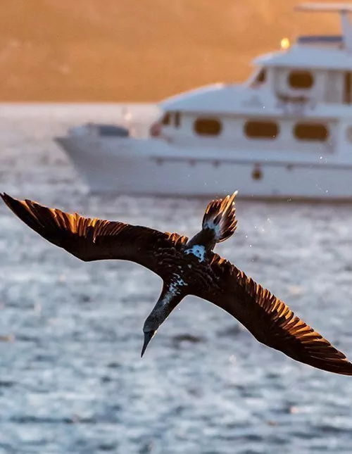 Ecuadors højdepunkter med Galapagos-cruise