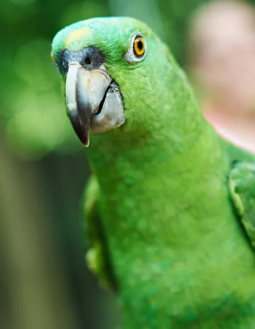 Peru-rundrejse med Amazonas