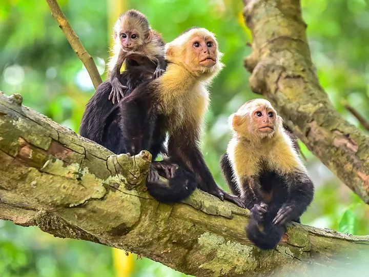 Et strejf af Costa Rica