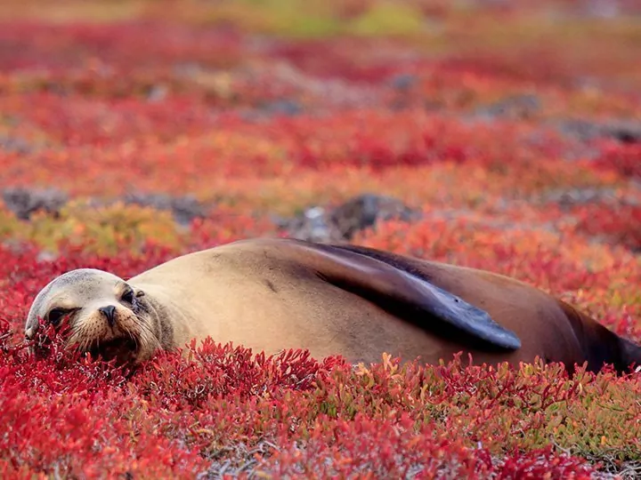 Ecuador med Amazonas & ø-hop på Galapagos