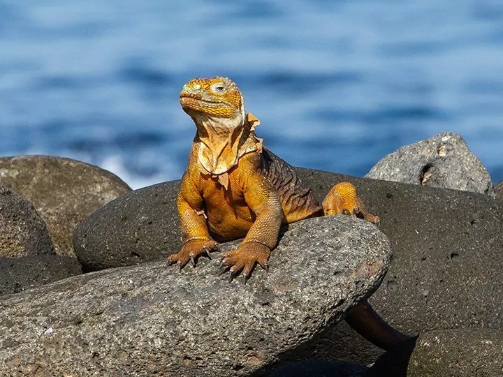 Ecuadors højdepunkter med ø-hop på Galapagos