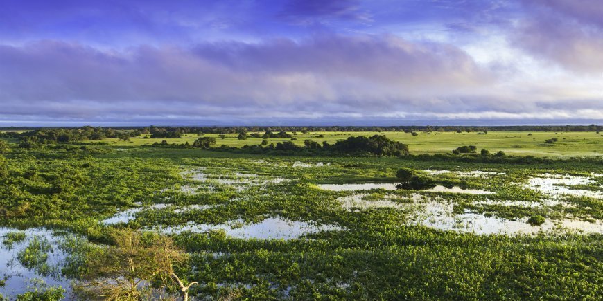 Pantanal Vådområde Brasilien