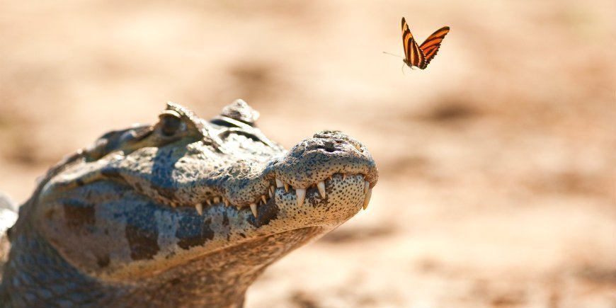 Kaiman Pantanal