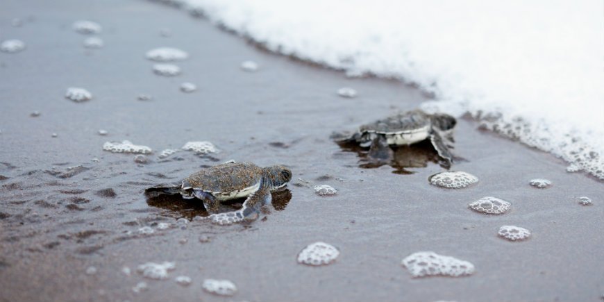 Babyskildpadder-Tortuguero-Nationalpark