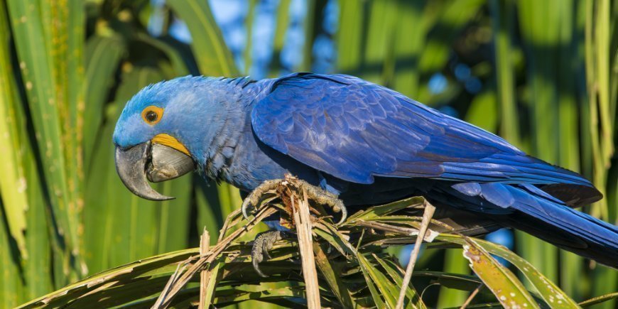 Hyacintara i Pantanal